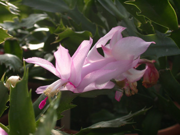 Schlumbergera-Hybride Pastel - Weihnachtskaktus